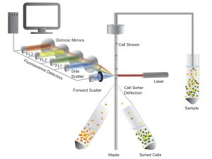 Flow Cytometry Flow Cytometry